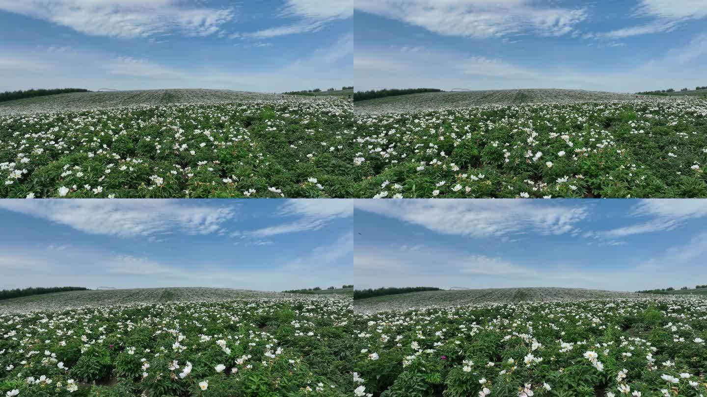 呼伦贝尔垦区种植的芍药花