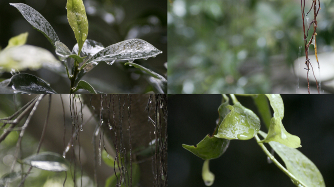 雨 绿叶 树  茶叶 生命 希望