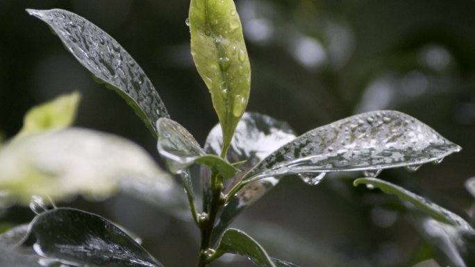 雨 绿叶 树  茶叶 生命 希望