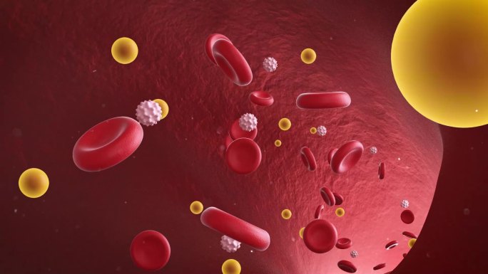 血管红细胞流淌 净化血管