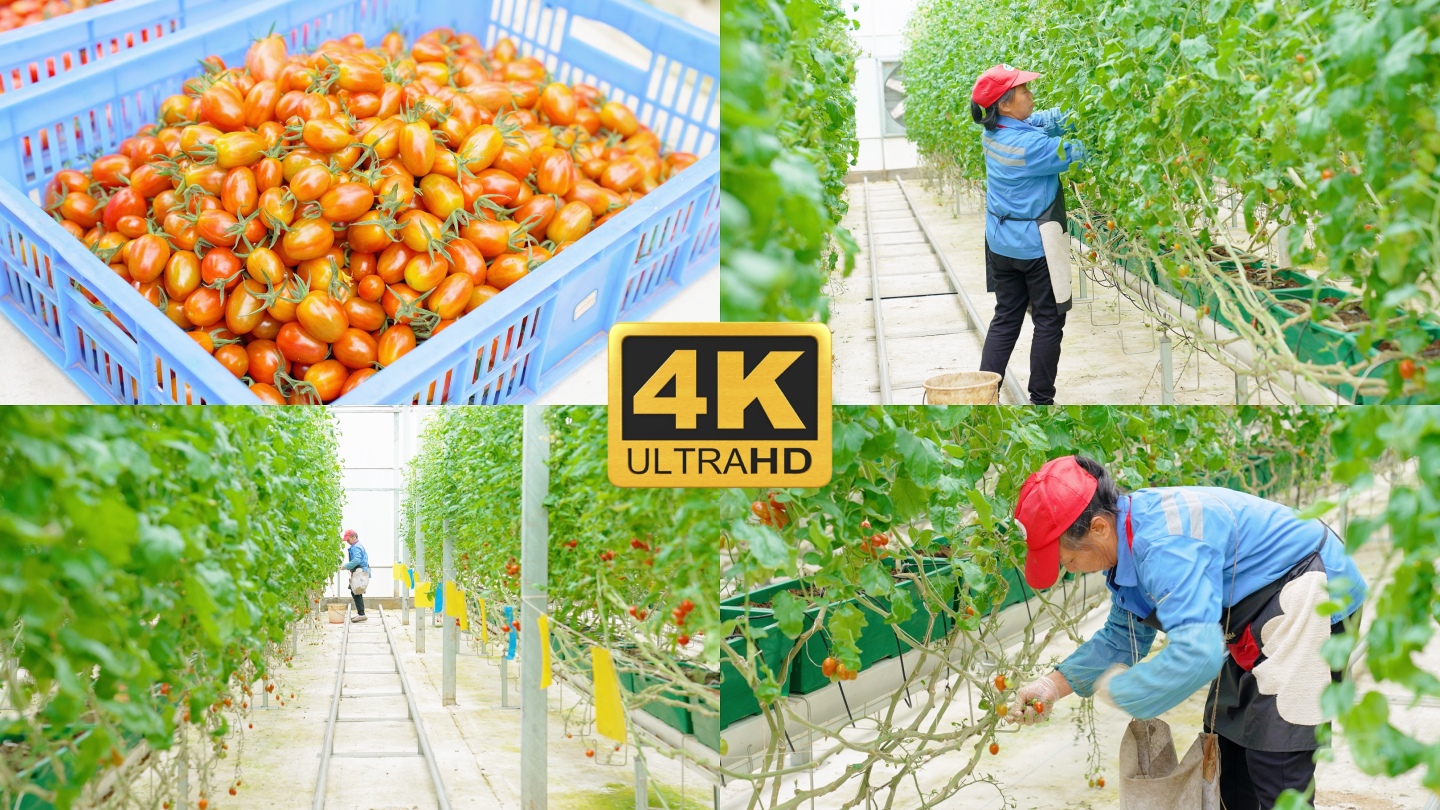 圣女果小番茄农户丰收摘果4K超清素材