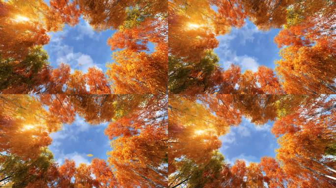 原创写实秋景，时光流逝，动态树