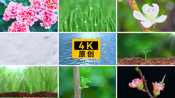 树枝长出叶子 树枝发芽生长 树叶生长