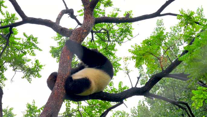 北京动物园  熊猫