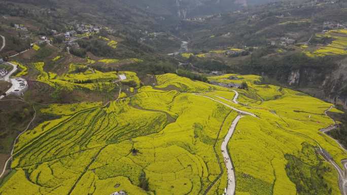 4K春天大山绝壁油菜花花海航拍