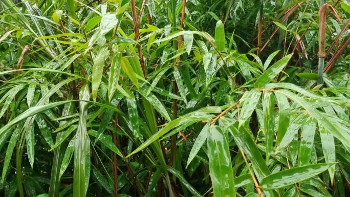 雨打竹叶 风雨中的竹叶 绿色植物竹子雨景