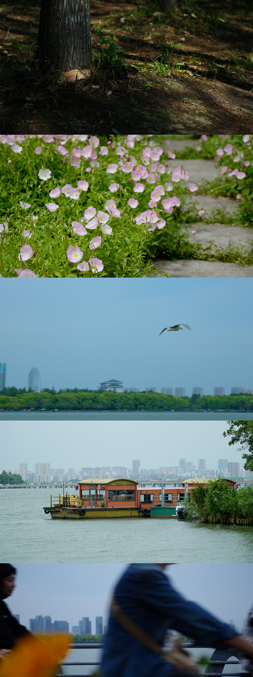 生态绿地 公园 夏日避暑 赏春