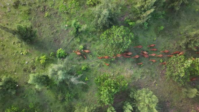 航拍户外牛群奔跑穿过松树林