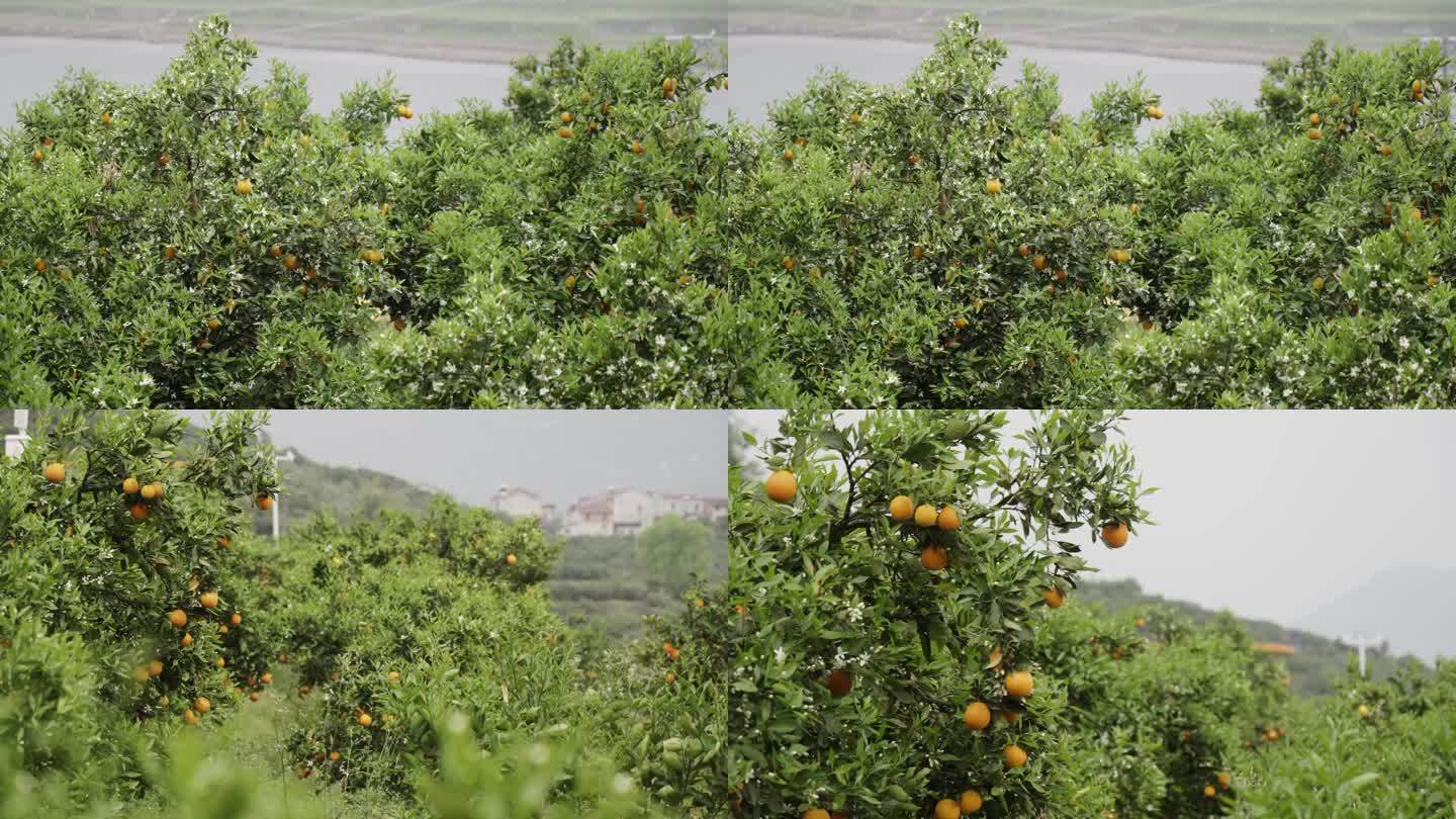 花果同枝脐橙