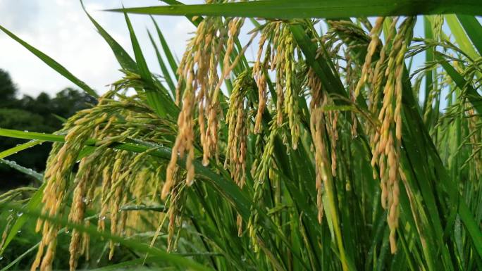 水稻谷粒特写   水稻成熟时