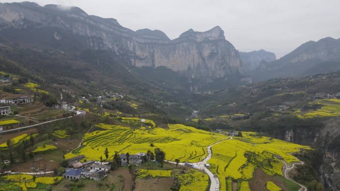 4K春天大山绝壁油菜花花海航拍