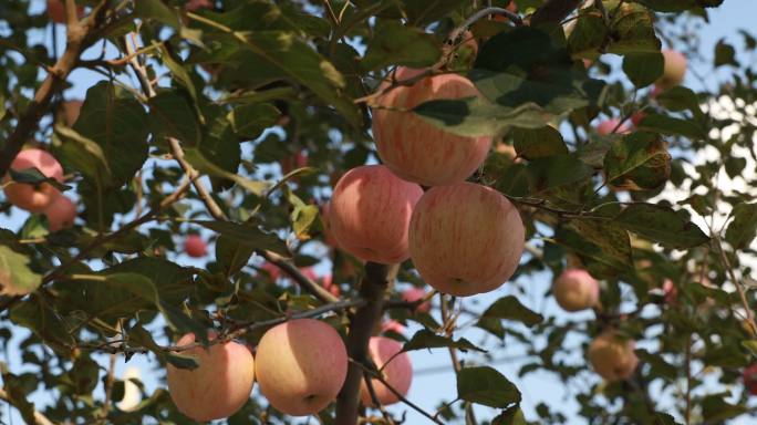 苹果红富士苹果静宁苹果平凉苹果产业