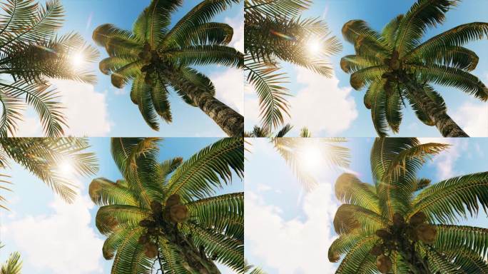 4K椰子树 透过阳光的椰子树 椰树 椰林