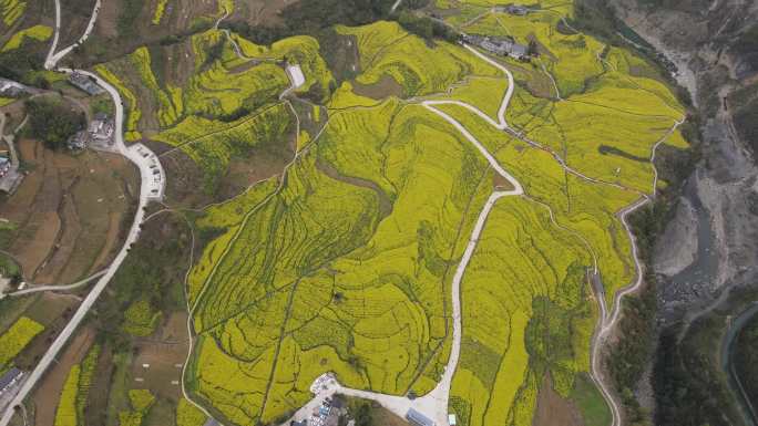 4K春天大山绝壁油菜花花海航拍