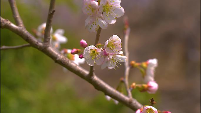 花草