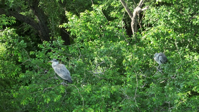 树枝上的野生水鸟苍鹭