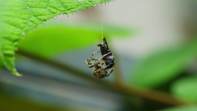 蜘蛛猎食