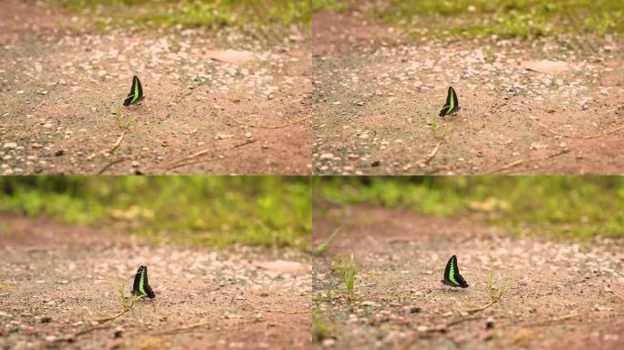 4k高帧率地面上的彩色蝴蝶
