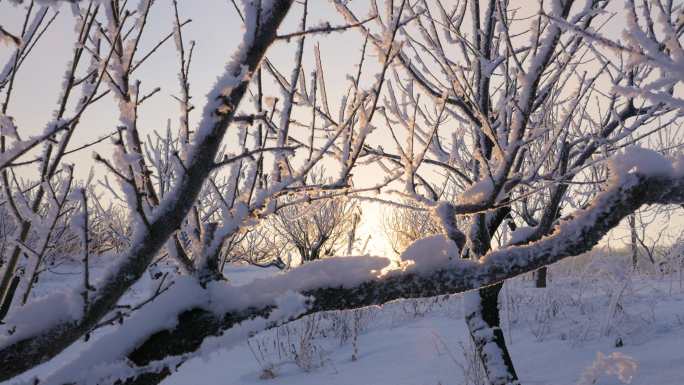 冬天雪地的桃树