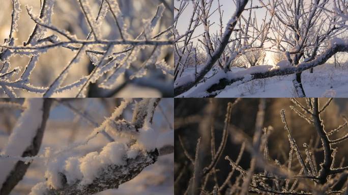 冬天雪地的桃树