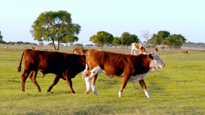 内蒙古草原生态有机牧场牛群
