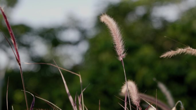 狗尾巴草特写