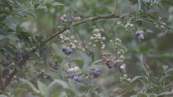 6K 蓝莓 蓝莓园  蓝莓采摘