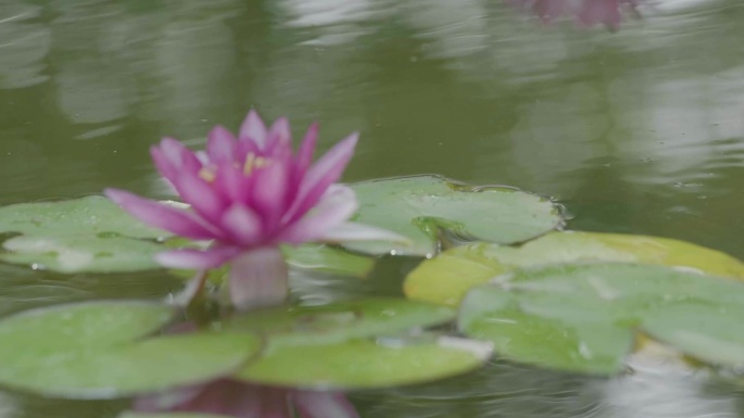 南瓜 西红柿 莲花 菊花 植物