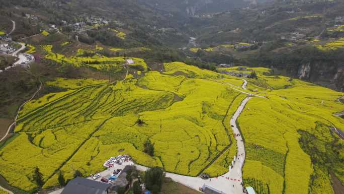 4K春天大山绝壁油菜花花海航拍