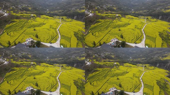 4K春天大山绝壁油菜花花海航拍