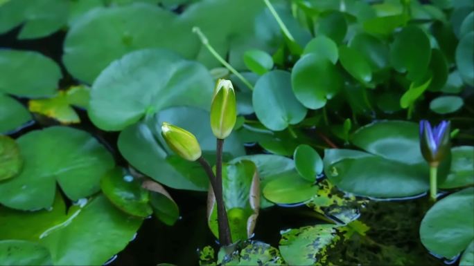 黄色睡莲开花延时