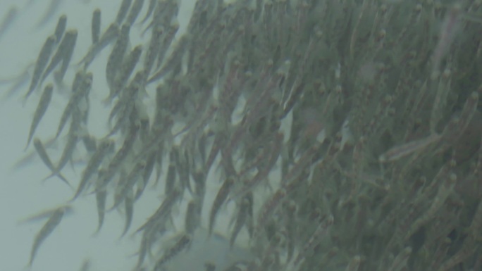 大西洋鲑三文鱼饵料喂养鱼群养殖基地