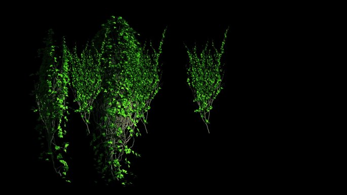 绿色植物藤蔓生长