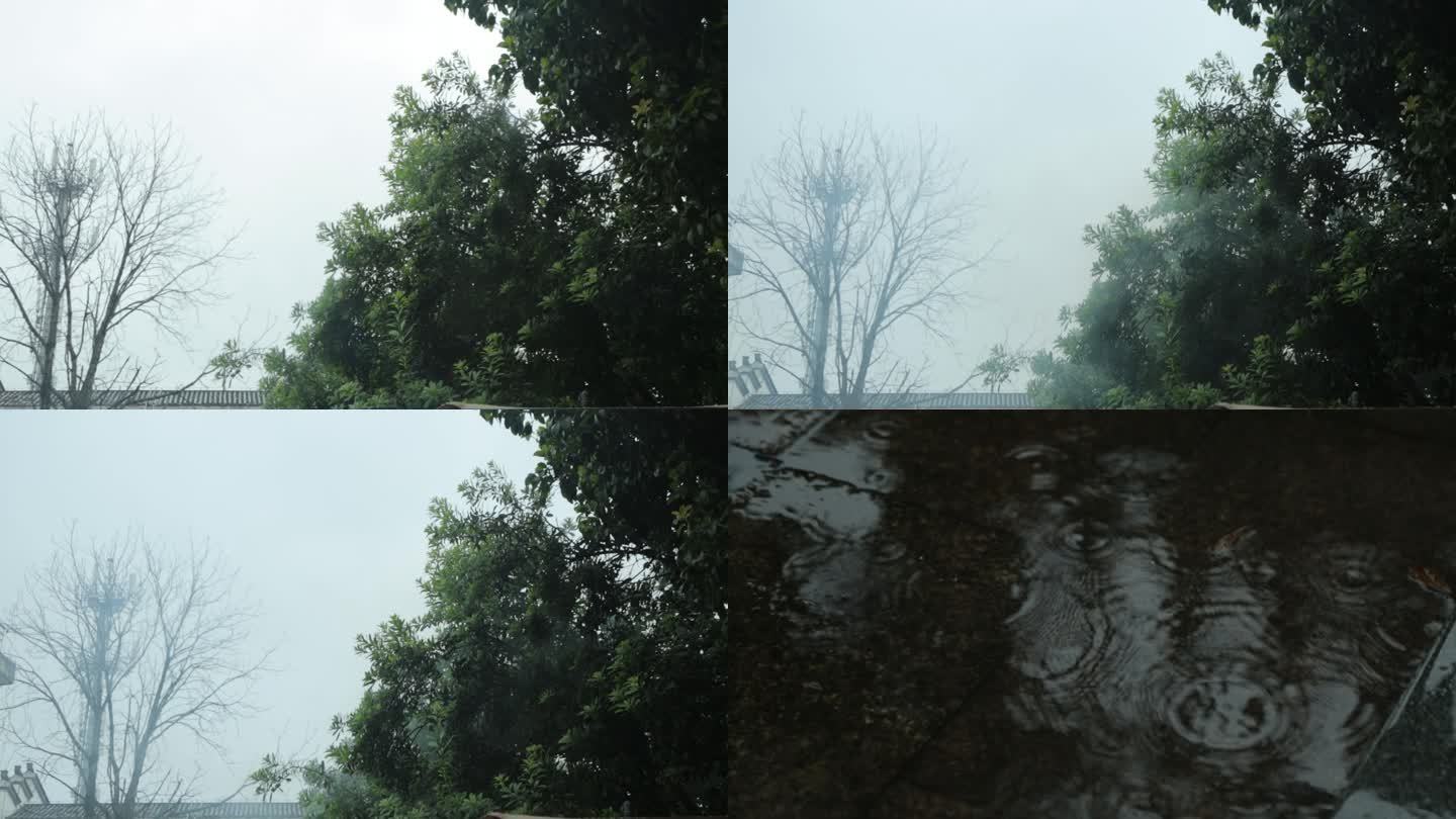 雨天桂花树
