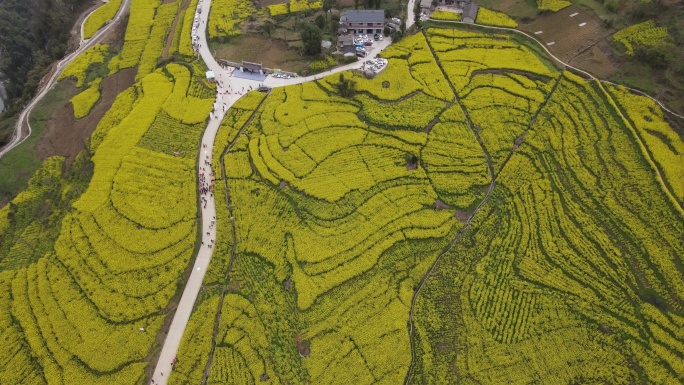 4K春天大山绝壁油菜花花海航拍