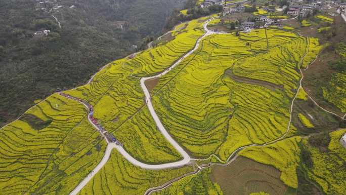 4K春天大山绝壁油菜花花海航拍