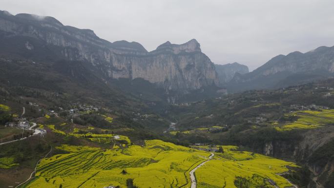 4K春天大山绝壁油菜花花海航拍