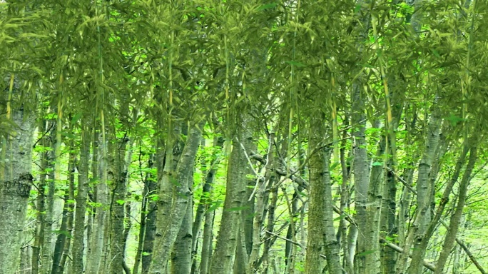 10K树林 10K全息森林投影 全息森