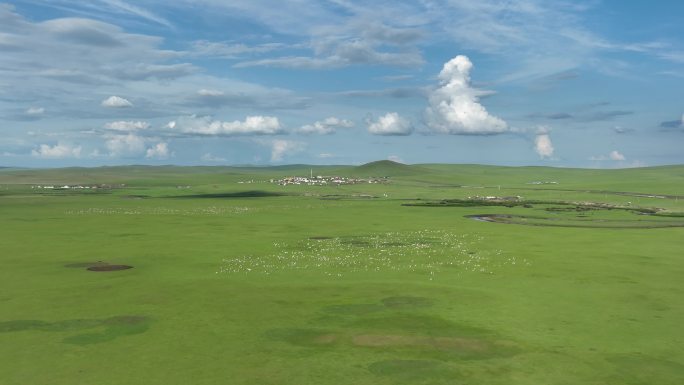 航拍草原牧场羊群
