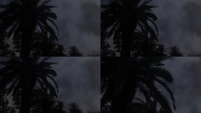 电闪雷鸣阴雨天 风雨飘摇 南方雨景椰子树
