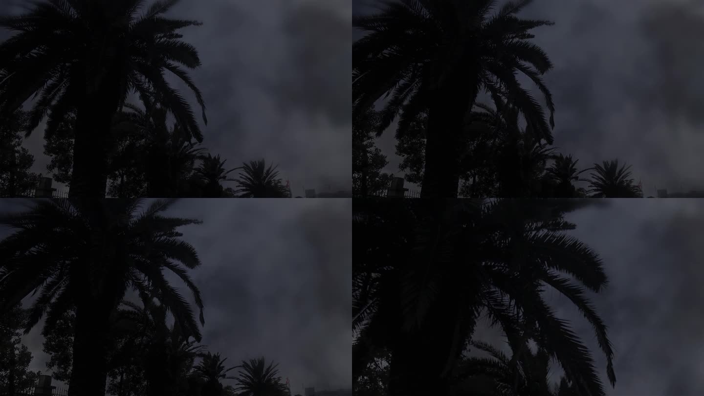 电闪雷鸣阴雨天 风雨飘摇 南方雨景椰子树