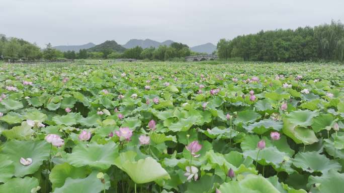 4k航拍湘湖荷花池