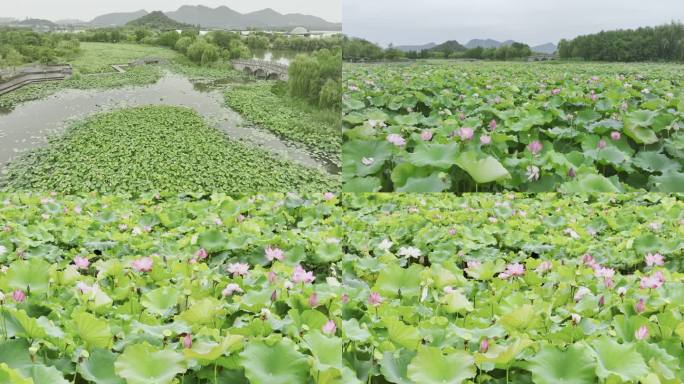 4k航拍湘湖荷花池