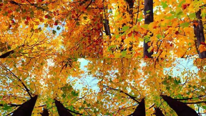 秋天蓝天下金黄色的枫叶林随风舞动
