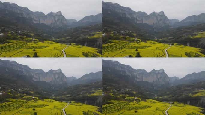 4K春天大山绝壁油菜花花海航拍