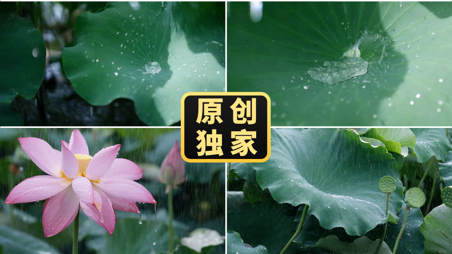 雨中唯美荷花花瓣落雨荷叶滴水水滴夏日清新