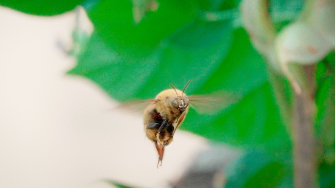 蜜蜂熊蜂飞行特写