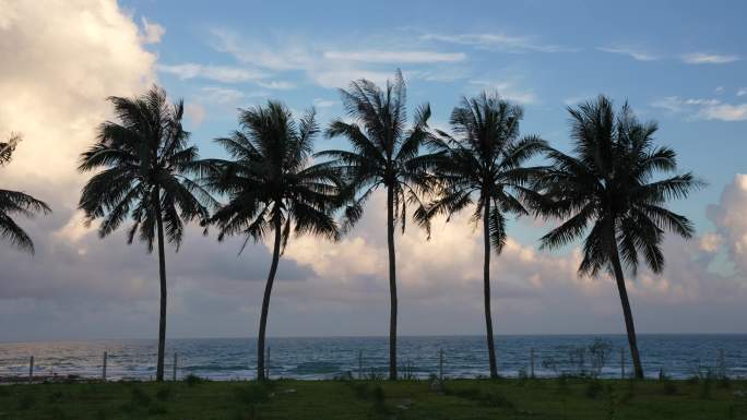 夕阳下的整齐划一的椰子树