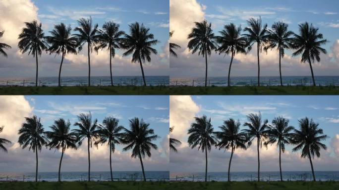 夕阳下的整齐划一的椰子树