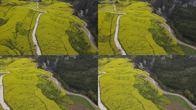 4K春天大山绝壁油菜花花海航拍